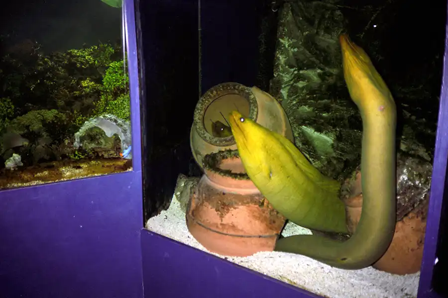 042 | 1995 | Nizza | Parc Phoenix | © carsten riede fotografie