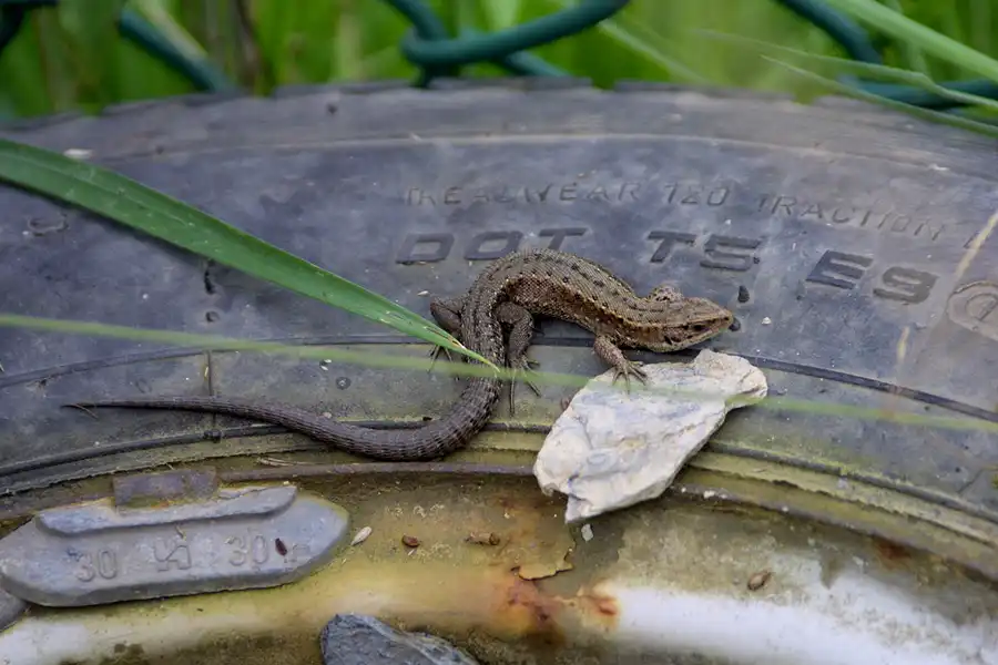 013 | 2002 | Spa-Francorchamps | © carsten riede fotografie
