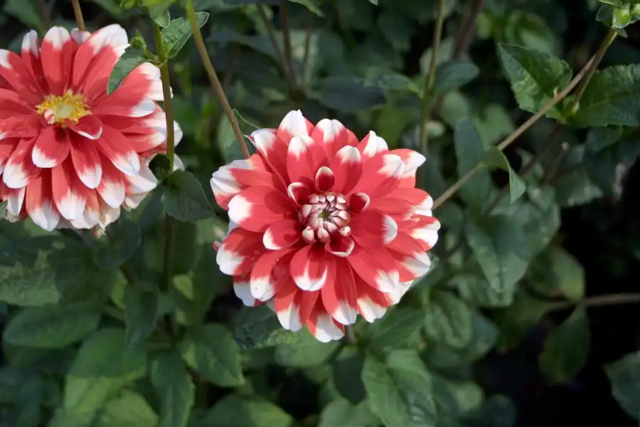 005 | 2002 | Berlin | Britzer Garten | © carsten riede fotografie