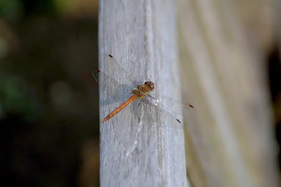 012 | 2002 | Berlin | Britzer Garten | © carsten riede fotografie
