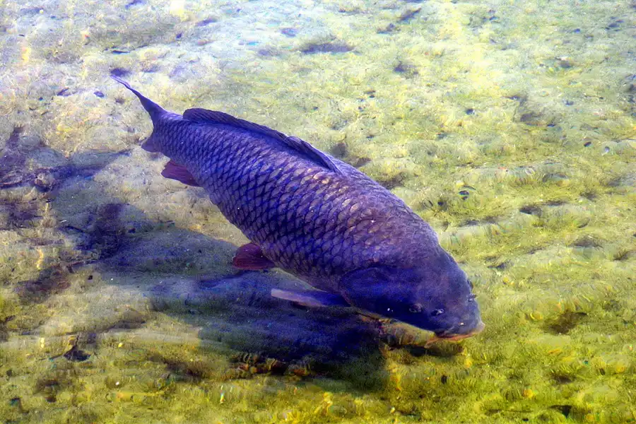 018 | 2002 | Berlin | Britzer Garten | © carsten riede fotografie