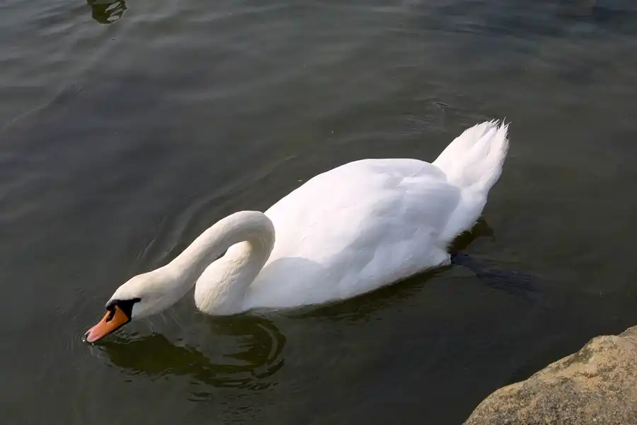 021 | 2002 | Berlin | Britzer Garten | © carsten riede fotografie