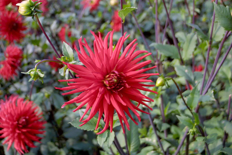 006 | 2002 | Berlin | Britzer Garten | © carsten riede fotografie