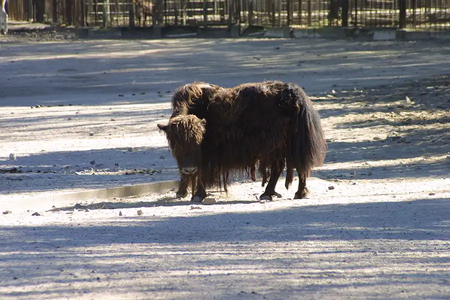 002 | 2002 | Berlin | Tierpark Friedrichsfelde | © carsten riede fotografie