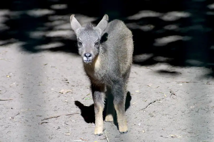 003 | 2002 | Berlin | Tierpark Friedrichsfelde | © carsten riede fotografie