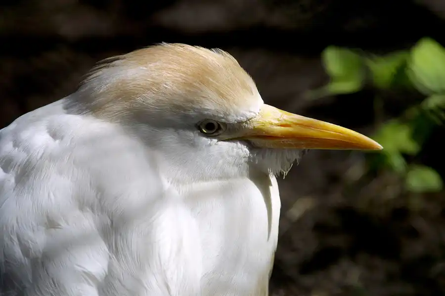 009 | 2002 | Berlin | Tierpark Friedrichsfelde | © carsten riede fotografie