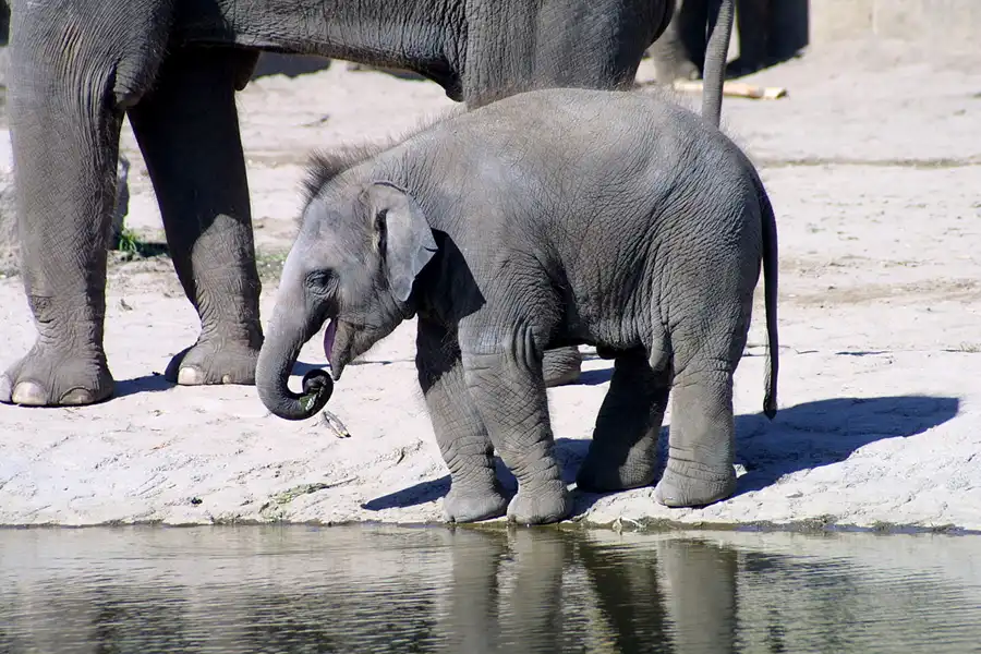 017 | 2002 | Berlin | Tierpark Friedrichsfelde | © carsten riede fotografie