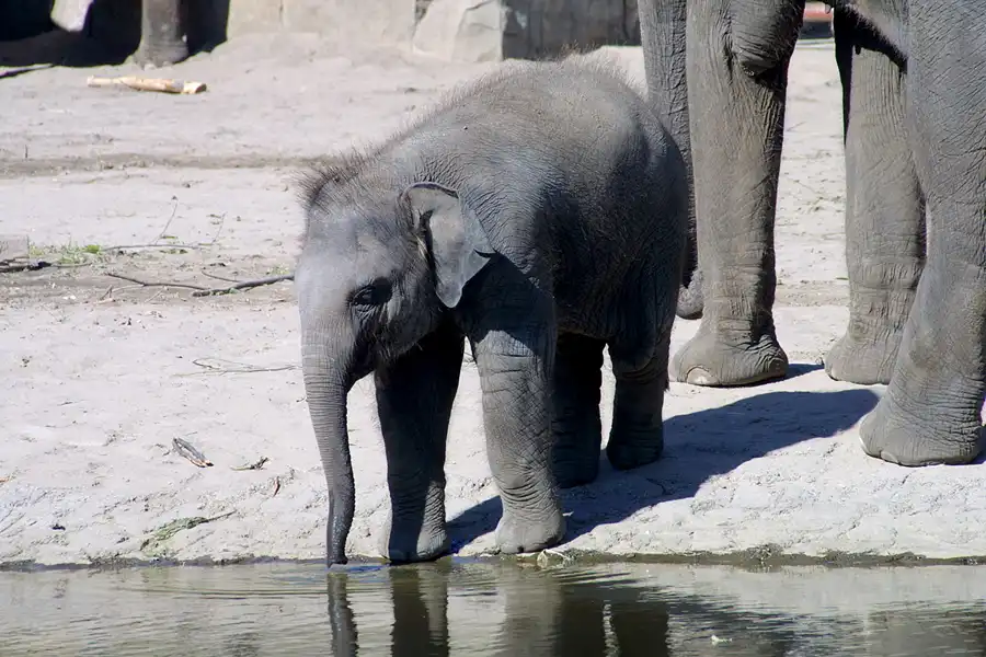 018 | 2002 | Berlin | Tierpark Friedrichsfelde | © carsten riede fotografie