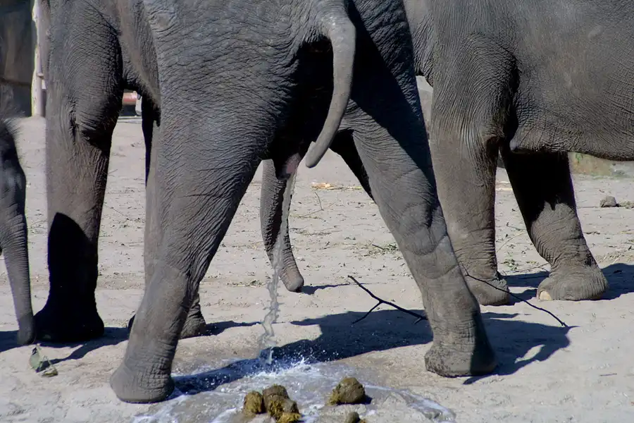 019 | 2002 | Berlin | Tierpark Friedrichsfelde | © carsten riede fotografie