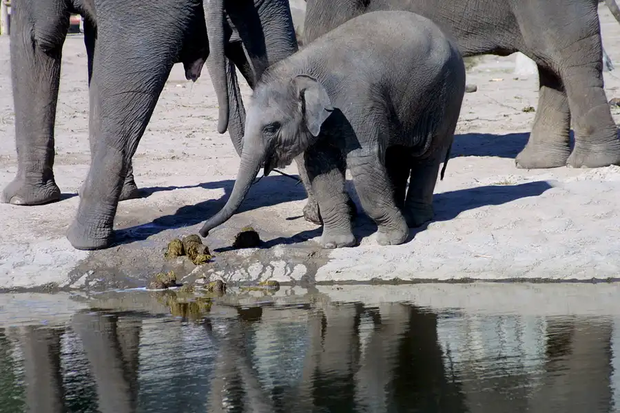 020 | 2002 | Berlin | Tierpark Friedrichsfelde | © carsten riede fotografie