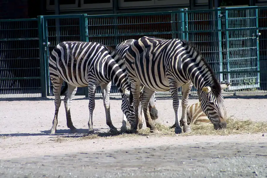 023 | 2002 | Berlin | Tierpark Friedrichsfelde | © carsten riede fotografie