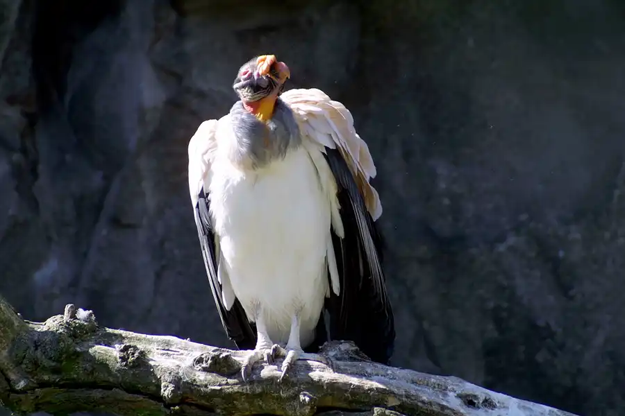 024 | 2002 | Berlin | Tierpark Friedrichsfelde | © carsten riede fotografie
