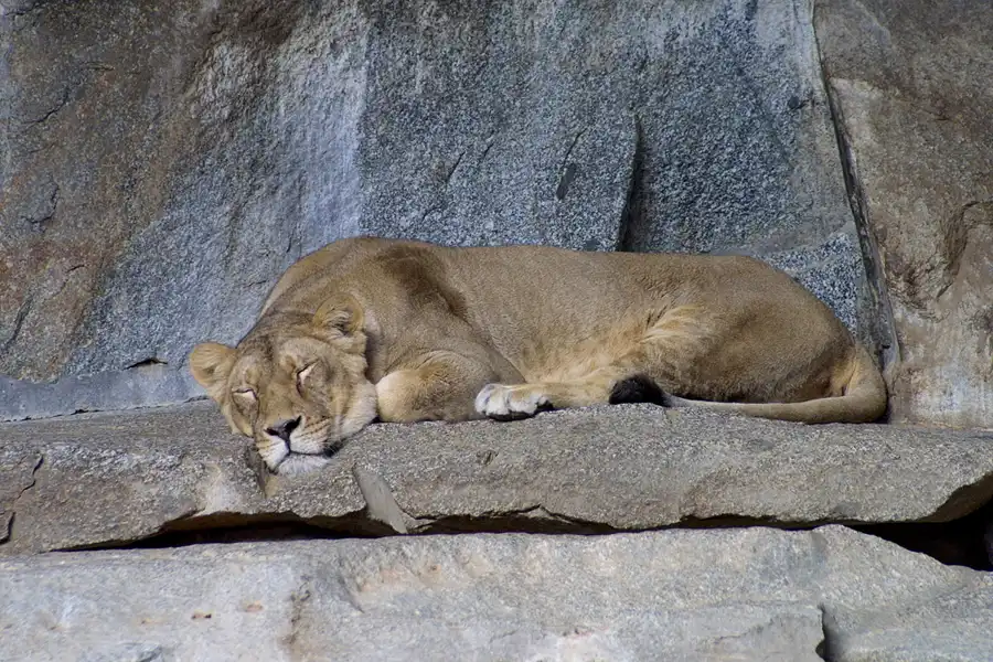 033 | 2002 | Berlin | Tierpark Friedrichsfelde | © carsten riede fotografie