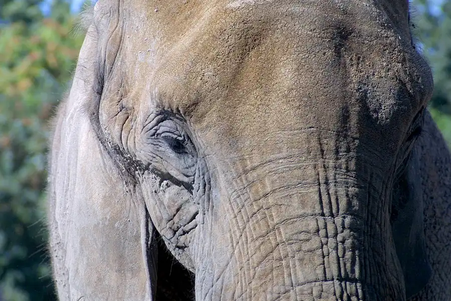 037 | 2002 | Berlin | Tierpark Friedrichsfelde | © carsten riede fotografie