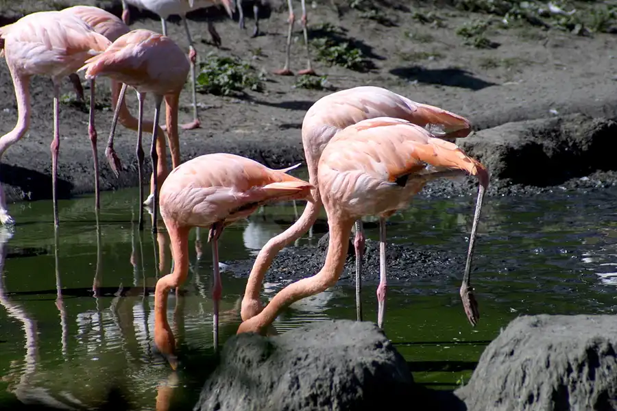 041 | 2002 | Berlin | Tierpark Friedrichsfelde | © carsten riede fotografie
