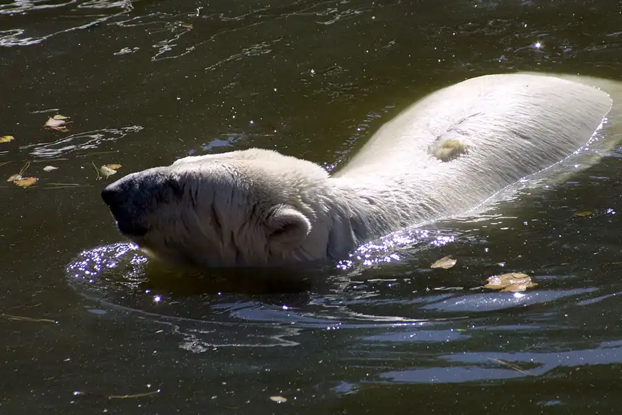 047 | 2002 | Berlin | Tierpark Friedrichsfelde | © carsten riede fotografie