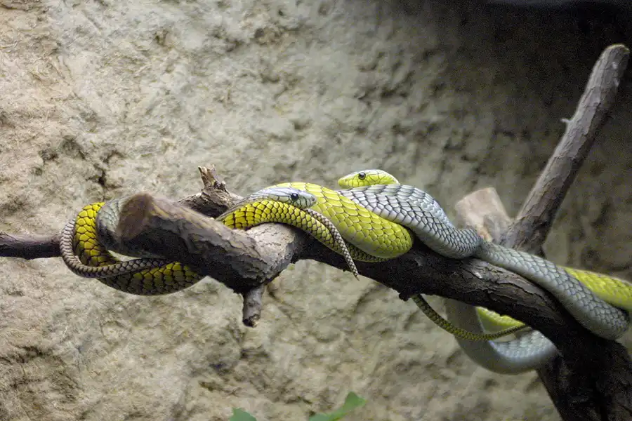 054 | 2002 | Berlin | Tierpark Friedrichsfelde | © carsten riede fotografie