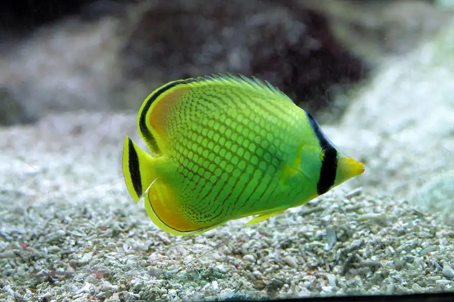 036 | 2004 | Basel | Zoologischer Garten | © carsten riede fotografie