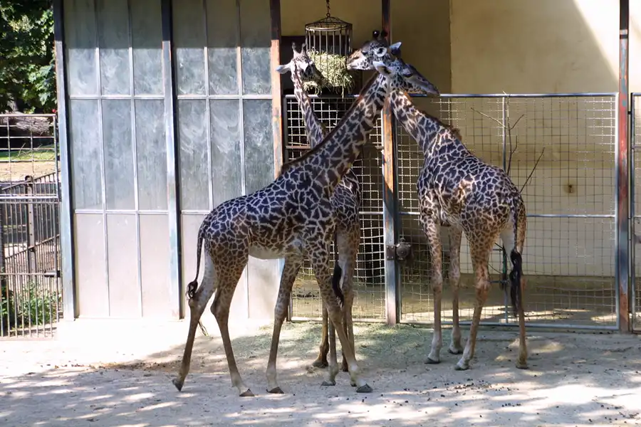 050 | 2004 | Basel | Zoologischer Garten | © carsten riede fotografie