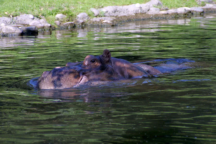 067 | 2004 | Basel | Zoologischer Garten | © carsten riede fotografie