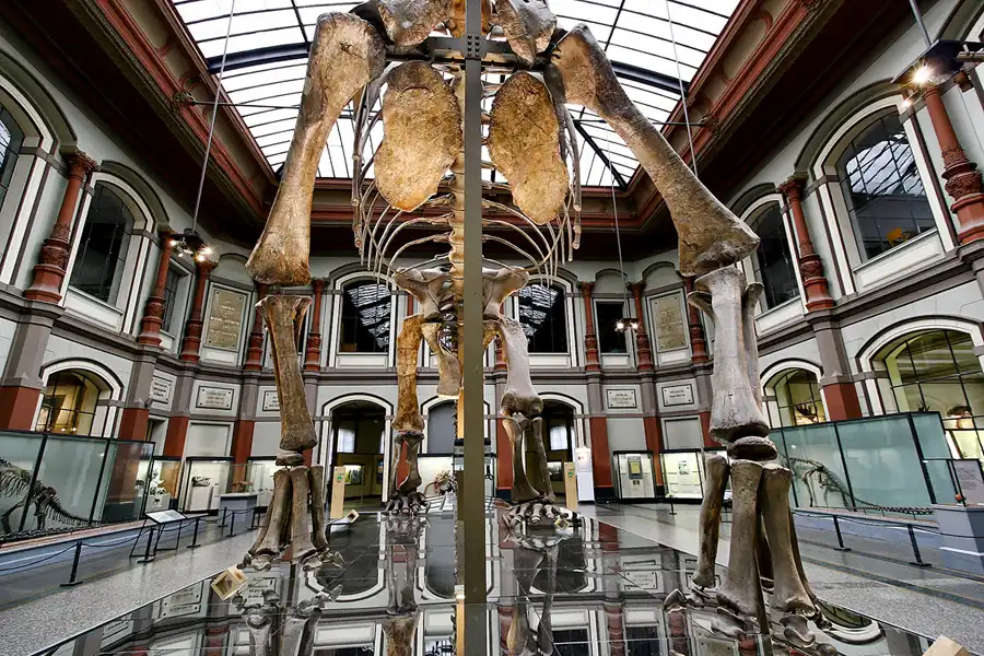 007 | 2005 | Berlin | Museum für Naturkunde | © carsten riede fotografie