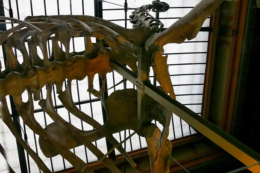 009 | 2005 | Berlin | Museum für Naturkunde | © carsten riede fotografie