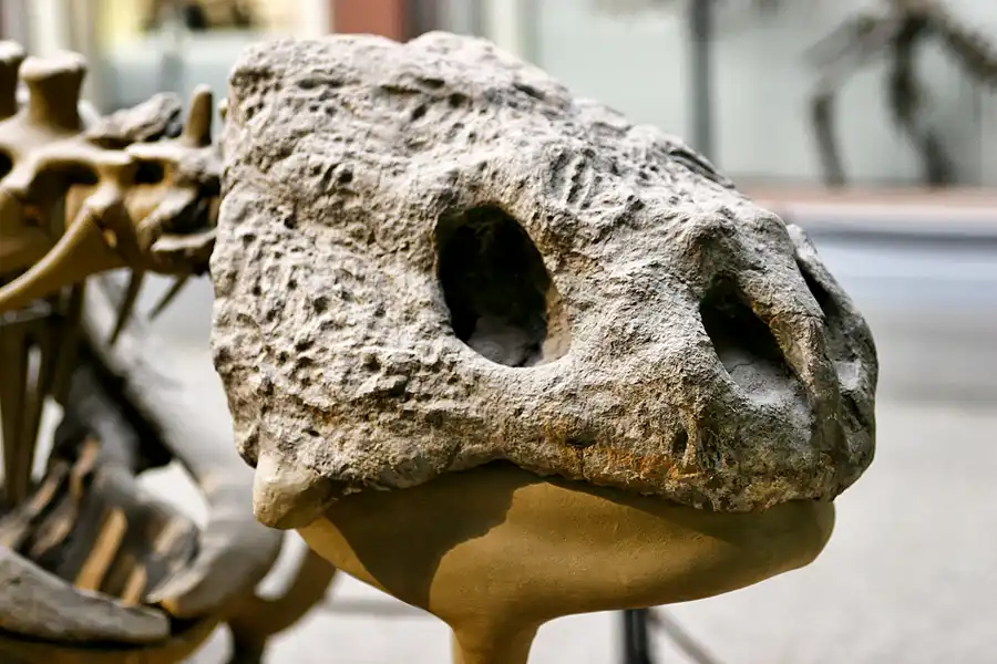 020 | 2005 | Berlin | Museum für Naturkunde | © carsten riede fotografie