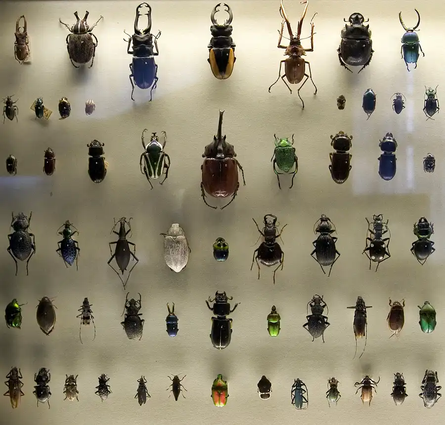 030 | 2005 | Berlin | Museum für Naturkunde | © carsten riede fotografie