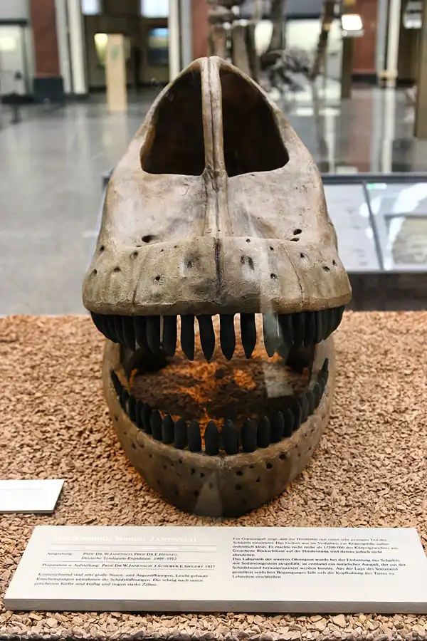 031 | 2005 | Berlin | Museum für Naturkunde | © carsten riede fotografie