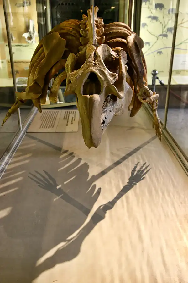 032 | 2005 | Berlin | Museum für Naturkunde | © carsten riede fotografie