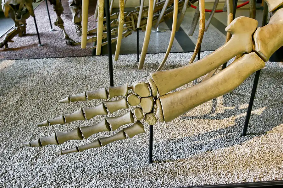 034 | 2005 | Berlin | Museum für Naturkunde | © carsten riede fotografie