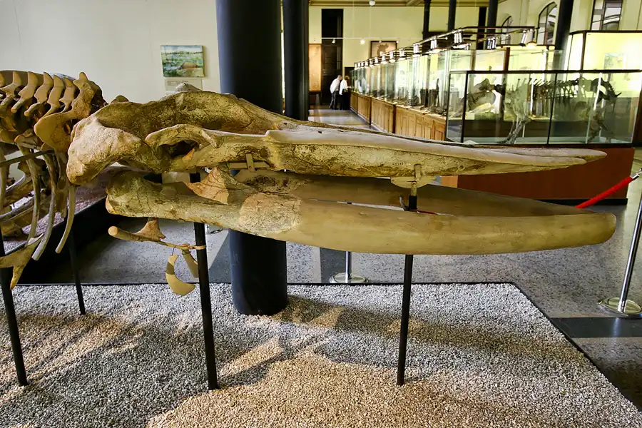 035 | 2005 | Berlin | Museum für Naturkunde | © carsten riede fotografie