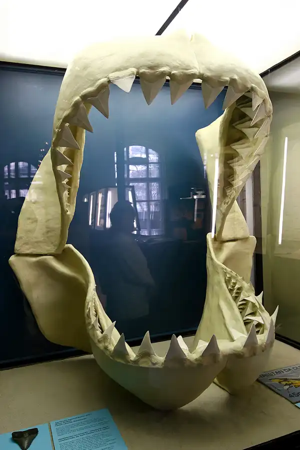 036 | 2005 | Berlin | Museum für Naturkunde | © carsten riede fotografie