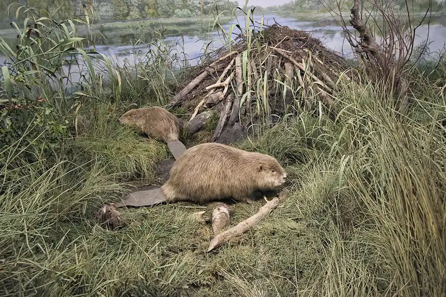 039 | 2005 | Berlin | Museum für Naturkunde | © carsten riede fotografie