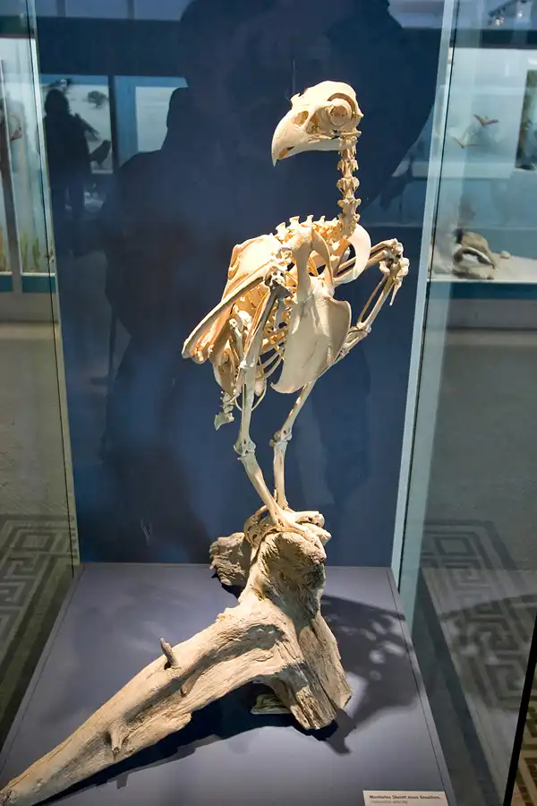 040 | 2005 | Berlin | Museum für Naturkunde | © carsten riede fotografie