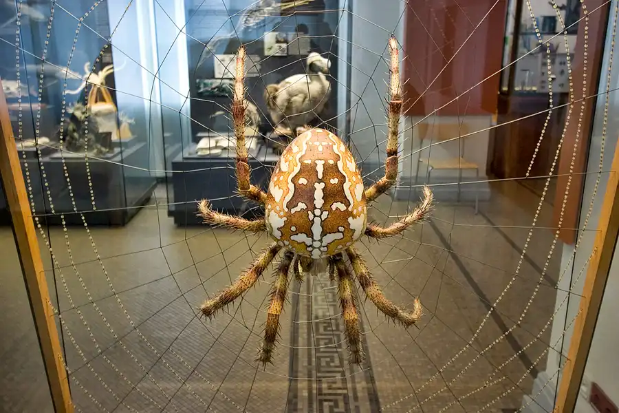 043 | 2005 | Berlin | Museum für Naturkunde | © carsten riede fotografie