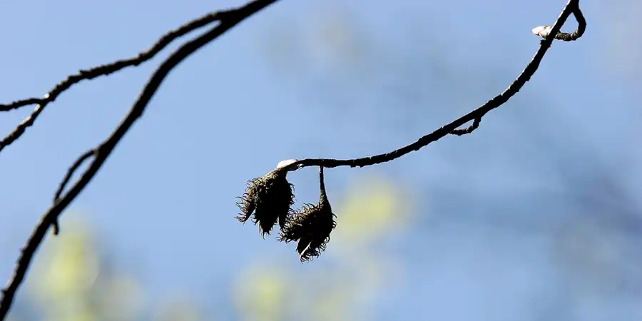 019 | 2005 | Berlin | Obersee-Orankesee-Park | © carsten riede fotografie