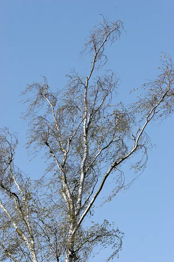 023 | 2005 | Berlin | Obersee-Orankesee-Park | © carsten riede fotografie