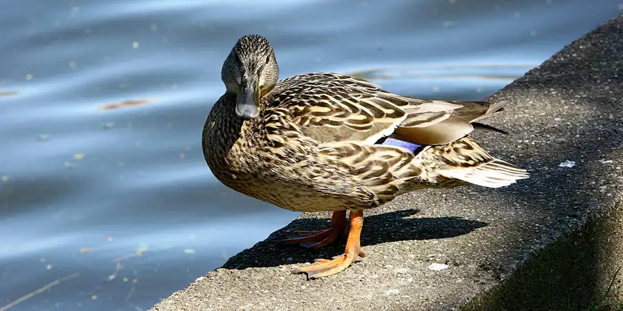 028 | 2005 | Berlin | Obersee-Orankesee-Park | © carsten riede fotografie