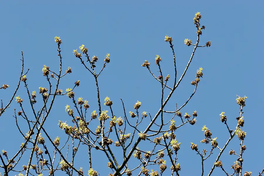030 | 2005 | Berlin | Obersee-Orankesee-Park | © carsten riede fotografie