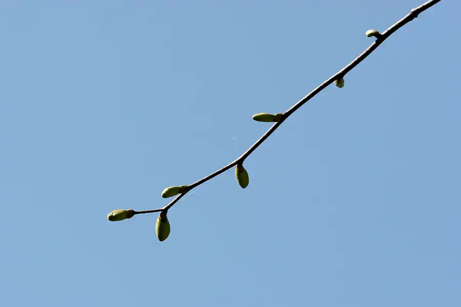035 | 2005 | Berlin | Obersee-Orankesee-Park | © carsten riede fotografie