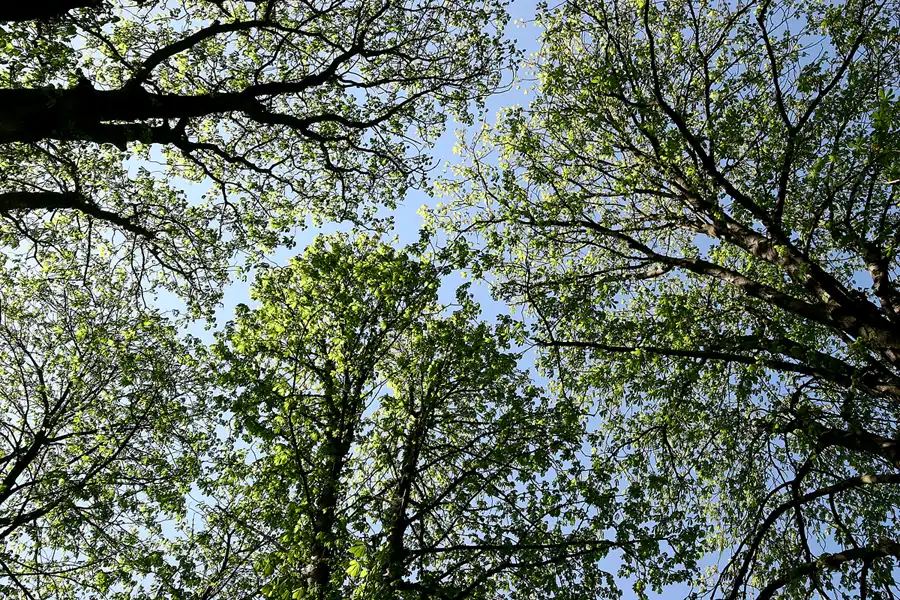 038 | 2005 | Berlin | Obersee-Orankesee-Park | © carsten riede fotografie