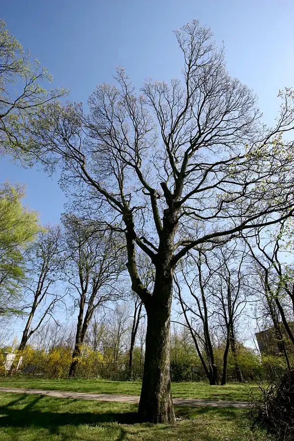 040 | 2005 | Berlin | Obersee-Orankesee-Park | © carsten riede fotografie