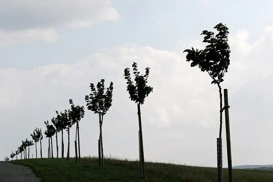038 | 2005 | Harz | Teufelsmauer | © carsten riede fotografie