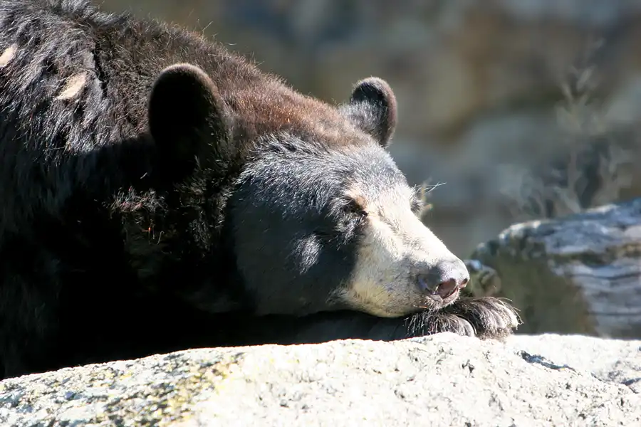 001 | 2005 | Berlin | Tierpark Friedrichsfelde | © carsten riede fotografie