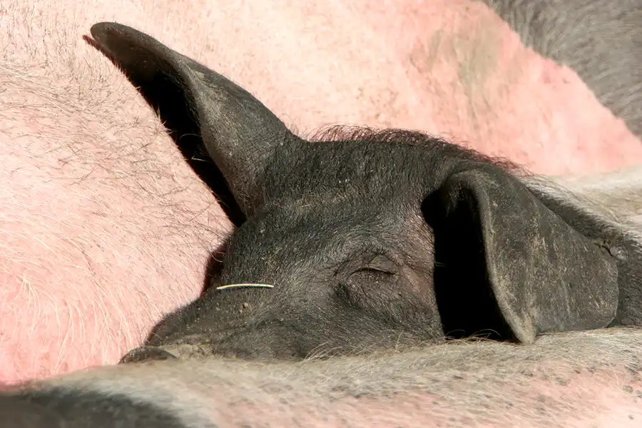 003 | 2005 | Berlin | Tierpark Friedrichsfelde | © carsten riede fotografie