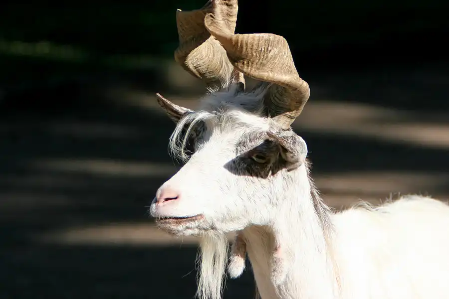 005 | 2005 | Berlin | Tierpark Friedrichsfelde | © carsten riede fotografie