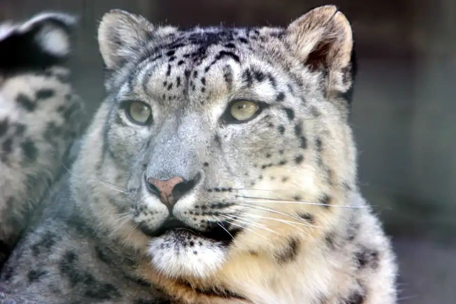 009 | 2005 | Berlin | Tierpark Friedrichsfelde | © carsten riede fotografie