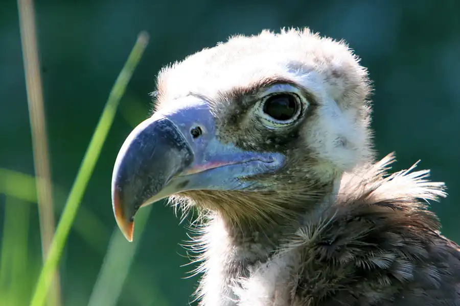 010 | 2005 | Berlin | Tierpark Friedrichsfelde | © carsten riede fotografie