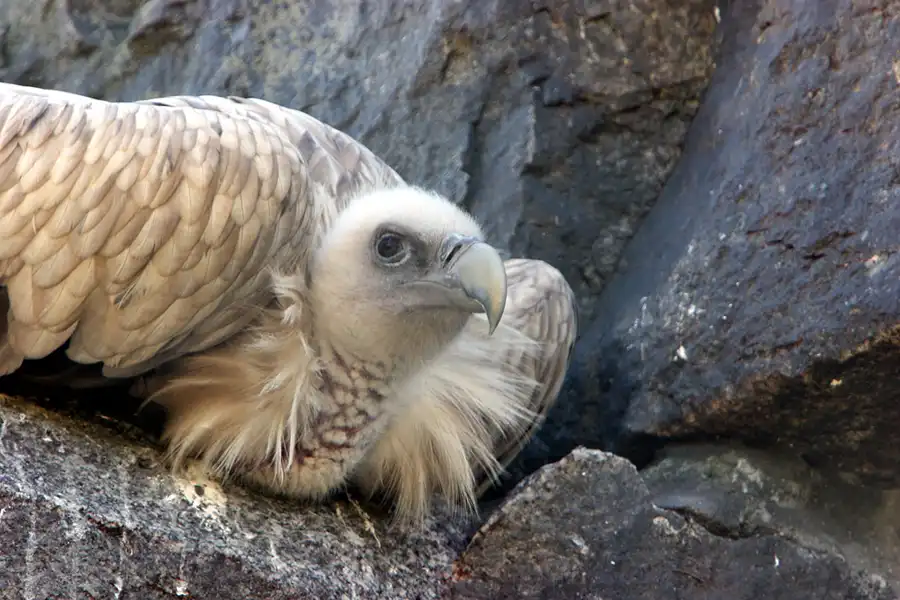 013 | 2005 | Berlin | Tierpark Friedrichsfelde | © carsten riede fotografie